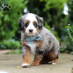 Zeke, Mini Bernedoodle Puppy